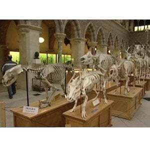 Oxford Discover 5 Big Question Video DVD